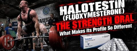 Halotestin buying guide header — NotNatty